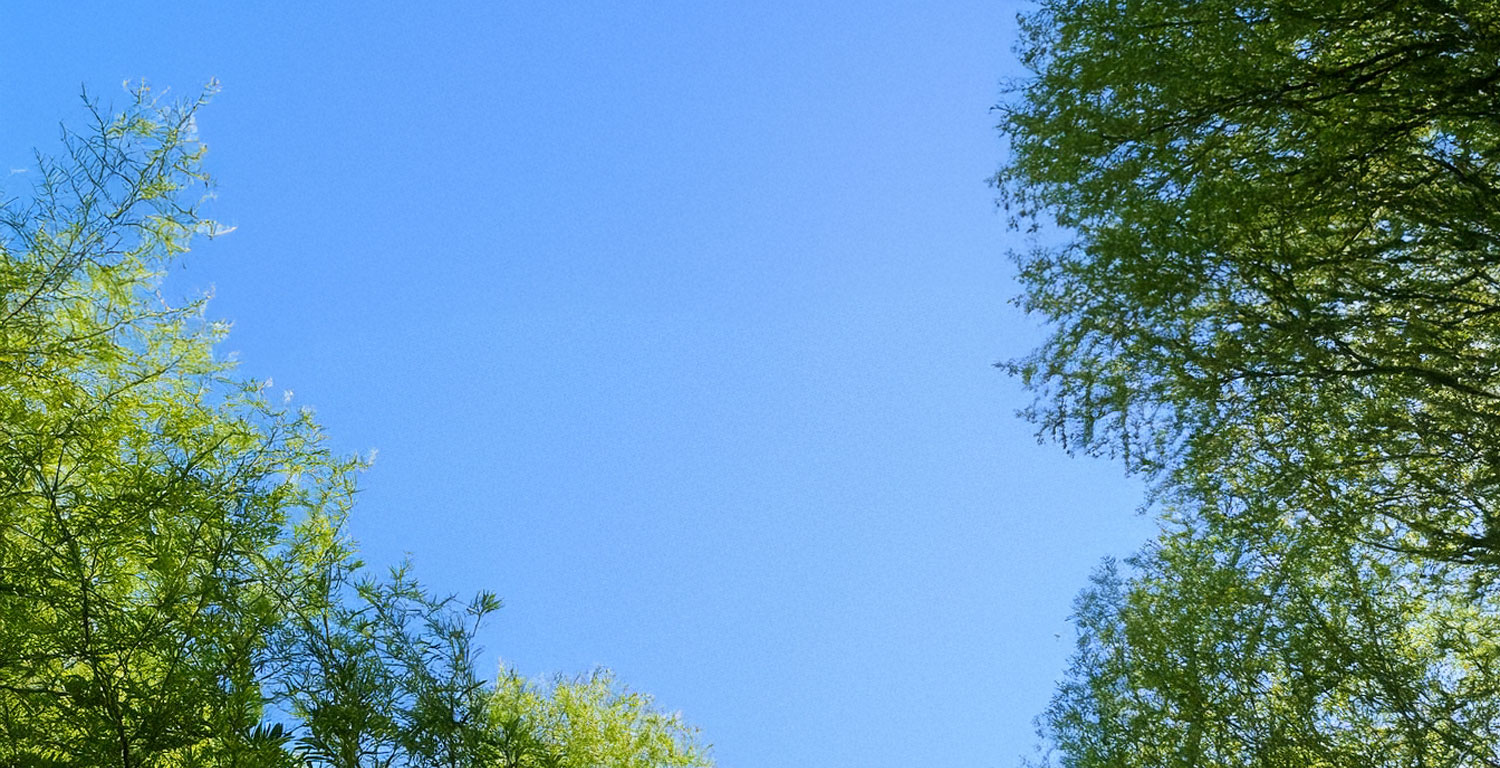 木の葉